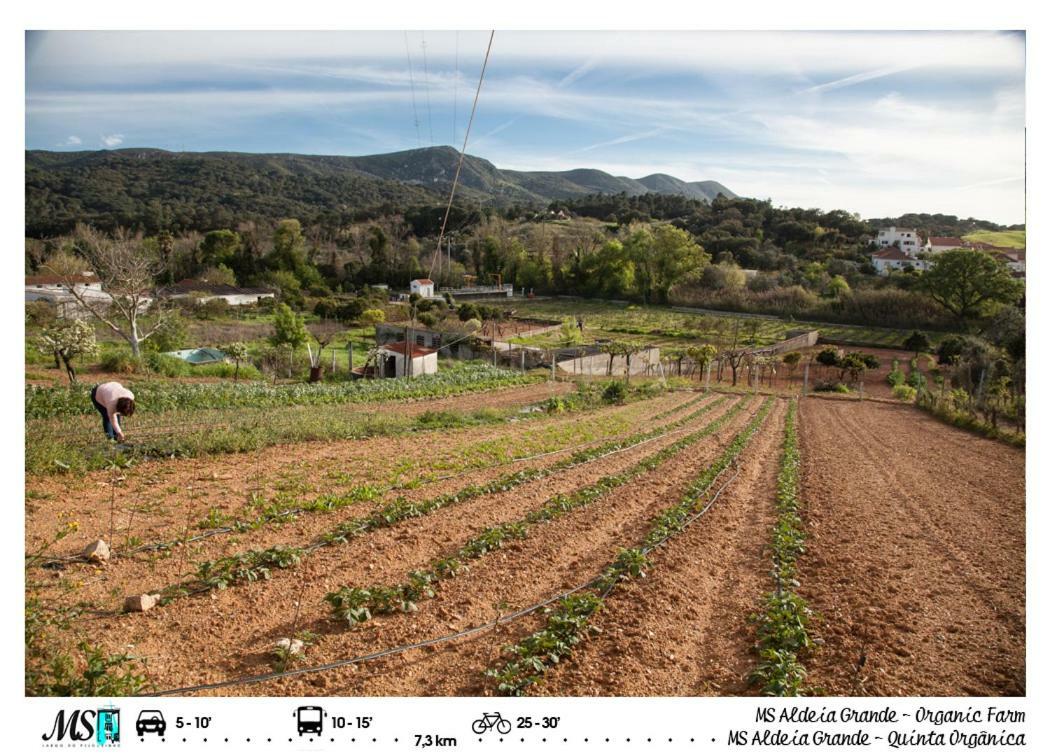 Ms Apartamentos, Setúbal Dış mekan fotoğraf